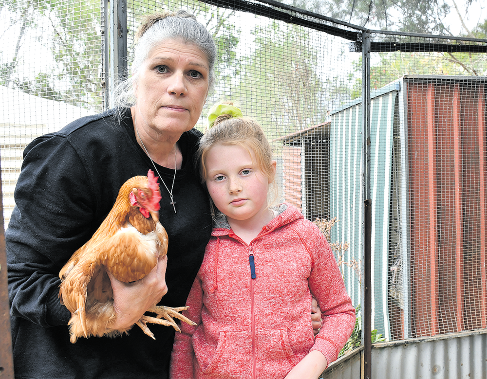 Pet rooster persecuted post image