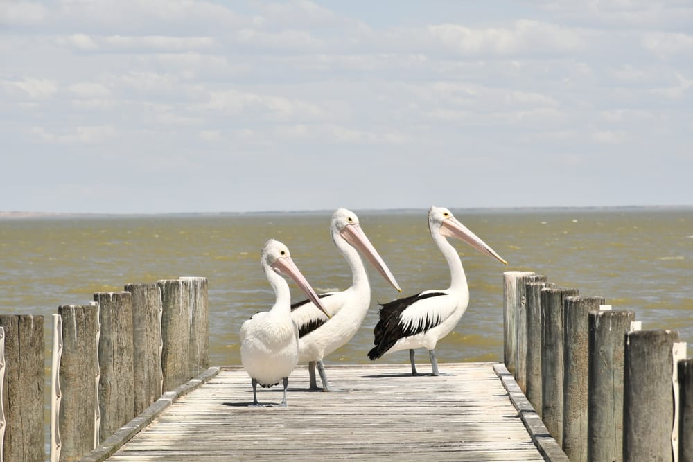 Lower Lakes 'critically endangered' post image
