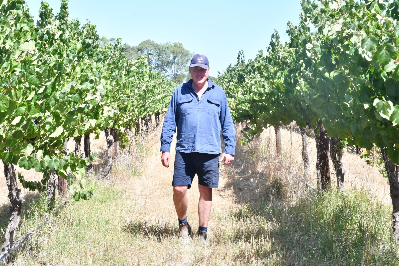 Low prices and oversupply hit grape growers post image