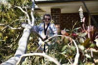 Narrow escape: wind gusts bring trees down post image