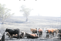 Plan to keep your pets safe during a fire post image