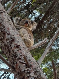 Fears over future of Hills koala population post image