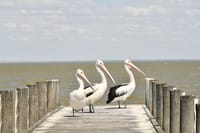 Lower Lakes 'critically endangered' post image