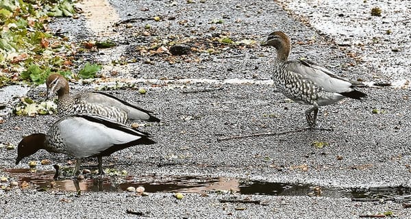 Weather wins out post image