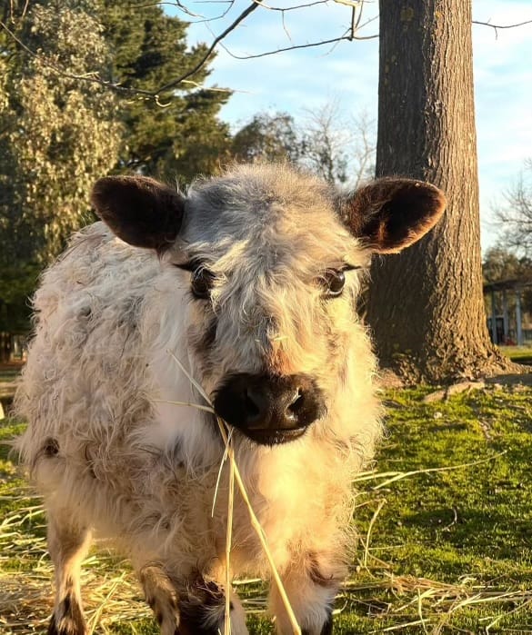 Have you seen this cow? post image
