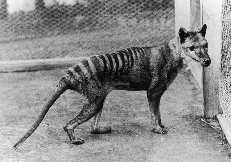 Tiger country? Hills man believes he came face to face with Tassie tiger post image