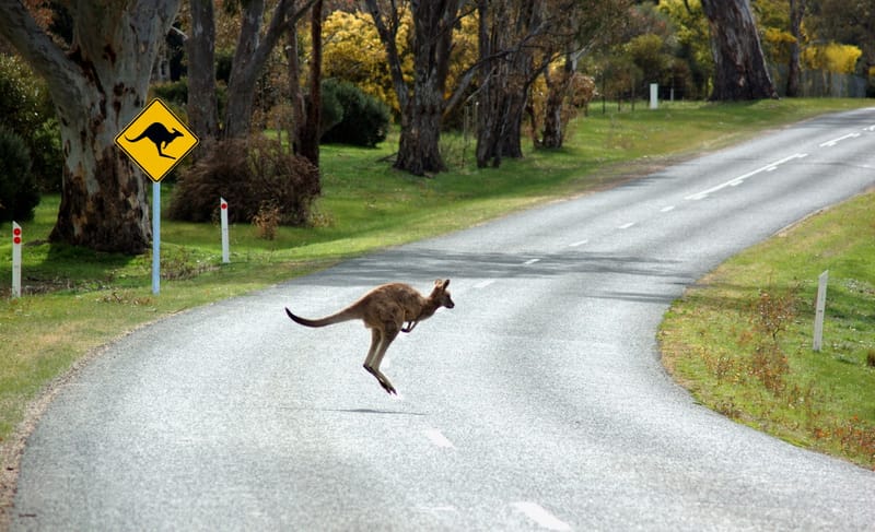 How to manage animal dangers on Hills roads post image