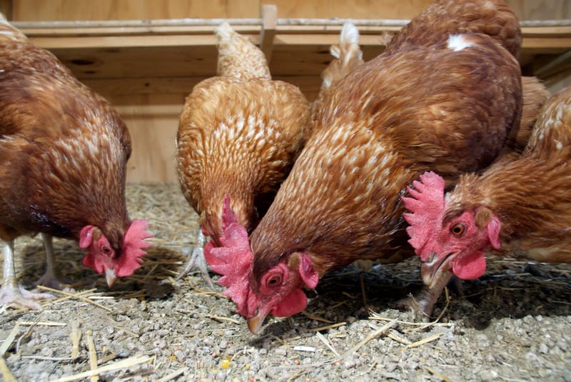New bird flu spurs biosecurity alert post image