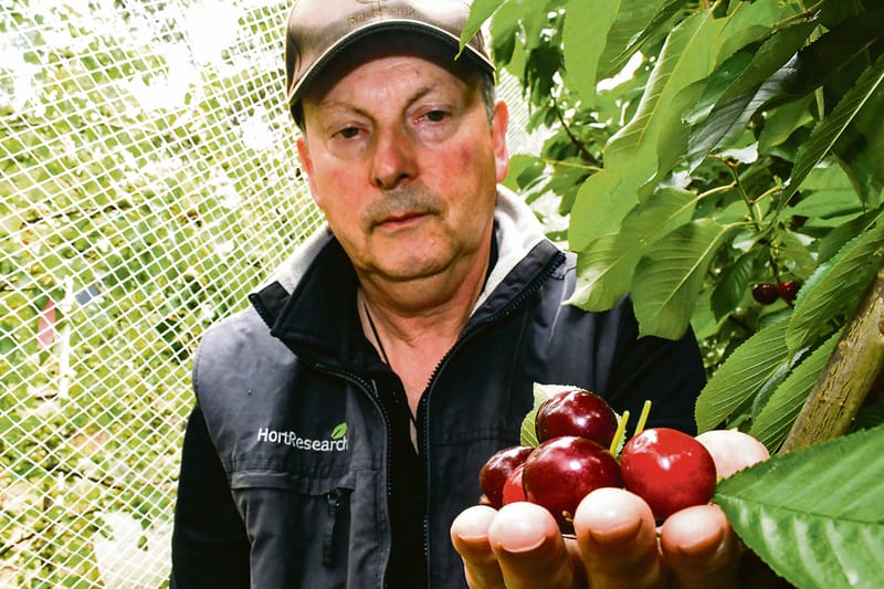 Cherry expert calls for more research funding post image