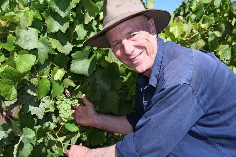 'Fruitier' reds and 'broader' whites on the horizon for 2024 vintage post image