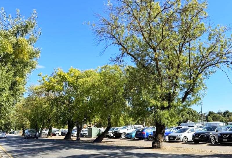 Trees to be axed for hospital development post image