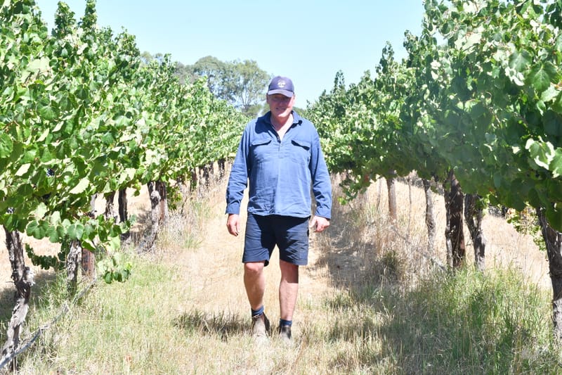 Low prices and oversupply hit grape growers post image