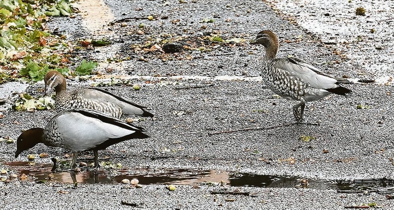 Weather wins out post image